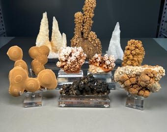 Op de afbeelding: Een verzameling van diverse mineraalspecimens, waaronder beige, witte en donkerbruine stalactieten en kristalclusters. Verschillende stukken zijn gemonteerd op doorzichtige acrylstandaards met het woord Stalactite op de voet gedrukt.