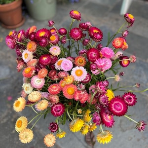 May include: A colourful bouquet of strawflowers, showcasing a variety of hues. The flowers feature shades of yellow, orange, pink, and magenta. The arrangement is dense and full, with numerous blooms on display.