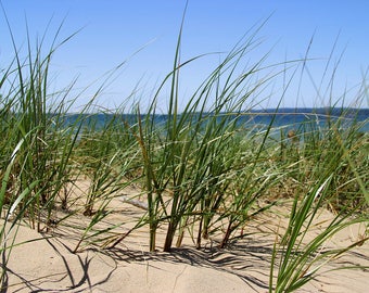 Beach Grass Photo, Beach Grass Print, Beach Grass Canvas, Northern Michigan Art, Northern Michigan Photo, Lake Grass Photo, Beach Art