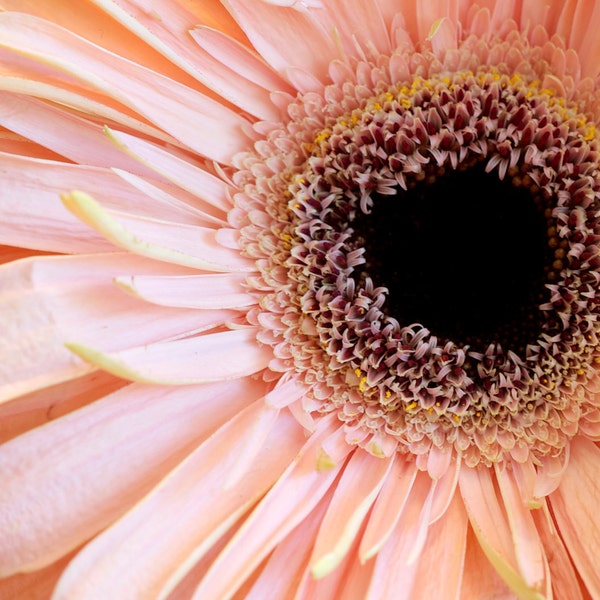 Gerbera daisy photo, Gerbera daisy canvas, Gerbera daisy print, macro floral photography, shabby chic decor, nursery art, baby girl art