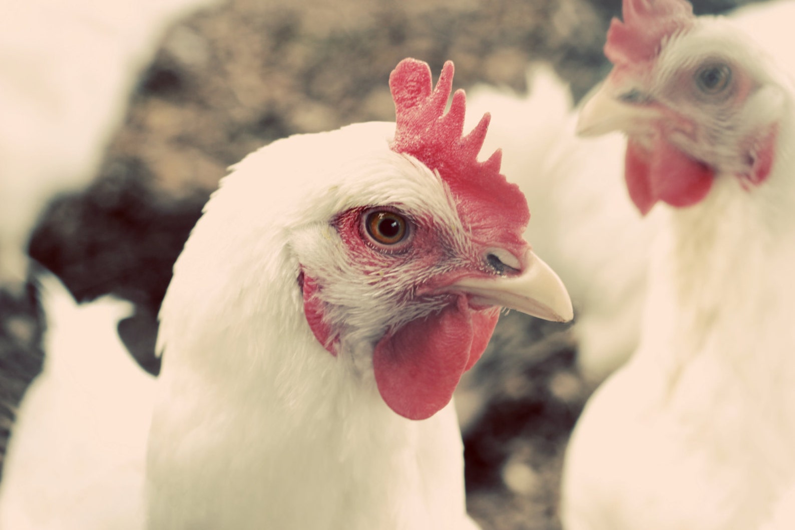 Chicken Print, Chicken Canvas, Chicken Photo, Farm Photo, Country Art ...