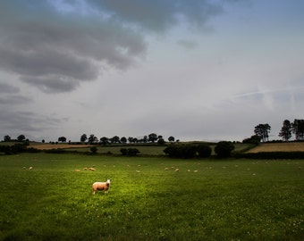 Sheep in Field Photo, Sheep Canvas, Sheep Print, England Art, UK Canvas, UK Art, UK Canvas, uk print