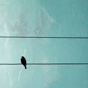 Bird on a wire photo square canvas, bird on wire print, turquoise, crow on wire, bird wall art, bird silhouette, square photo, square canvas image 1