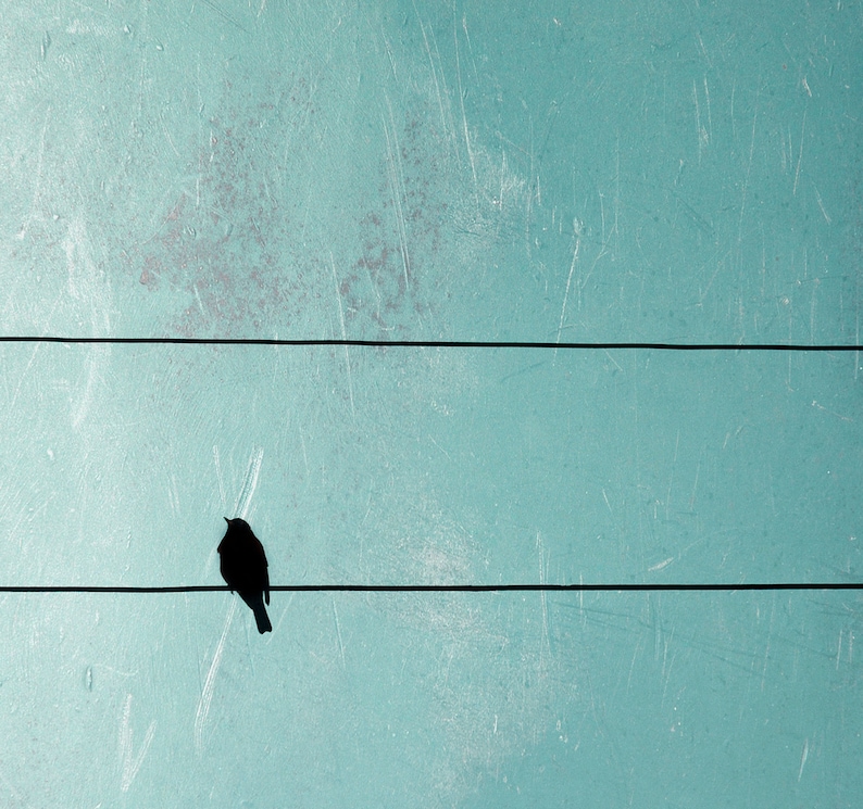 Bird on a wire photo square canvas, bird on wire print, turquoise, crow on wire, bird wall art, bird silhouette, square photo, square canvas image 1