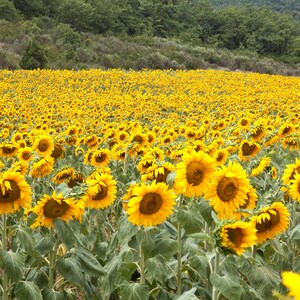 Sunflower print, Sunflower canvas, field in Provence, France photo, Van Gogh's sunflowers print image 1