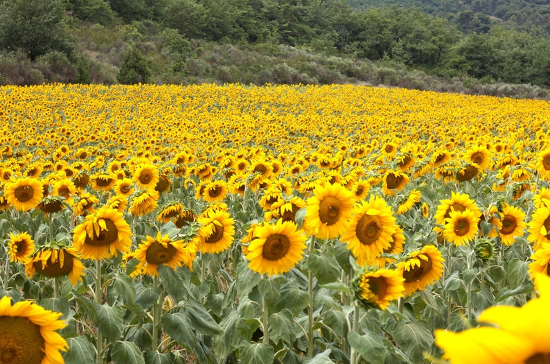 Sunflower print, Sunflower canvas, field in Provence, France photo, Van Gogh's sunflowers print image 1
