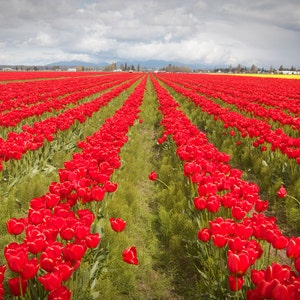 Tulips in Skagit Valley photo, tulips canvas, tulips print, flower photo, Skagit Valley tulips, Washington State photo, Washington print