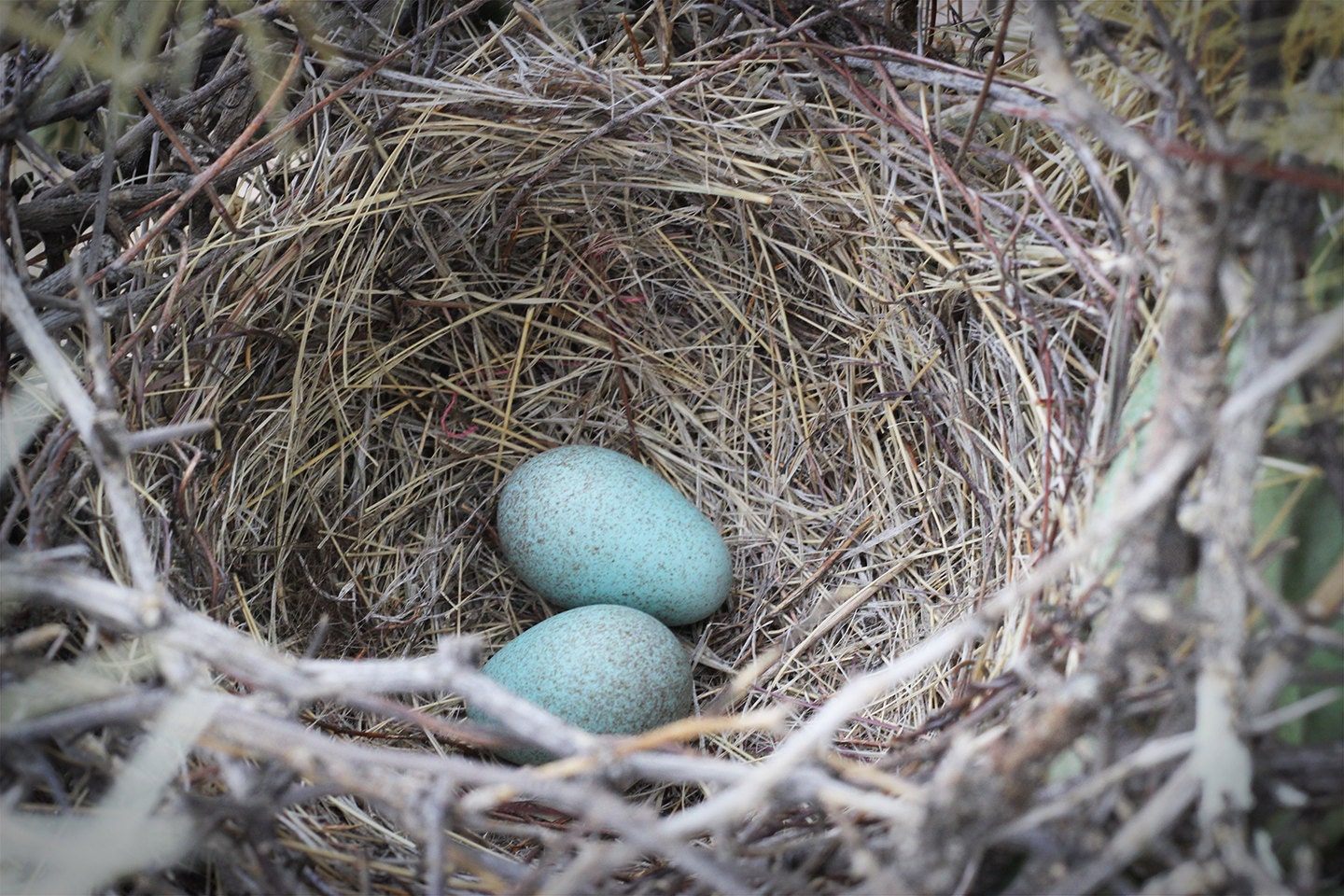 Bird S Nest Photo Blue Eggs In Nest Photo Canvas Or Etsy