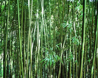 Bamboo Canvas, Bamboo Print, Bamboo Photo, Maui photo, Maui canvas, Maui print, Green Canvas, Tropical Photo
