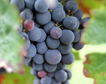 Grapes print, grapes photo, Loire Valley print, France photo, food photography, wine photography, vineyard