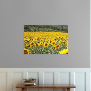Sunflower print, Sunflower canvas, field in Provence, France photo, Van Gogh's sunflowers print image 2