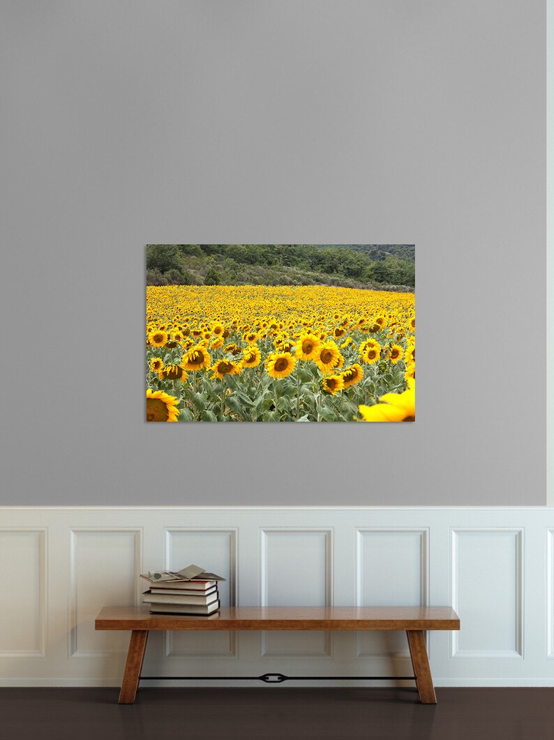 Sunflower print, Sunflower canvas, field in Provence, France photo, Van Gogh's sunflowers print image 2