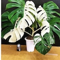 Monstera Borsigiana Albo Halfmoon Variegated Planting Rooted Nodes Cuttings product logo