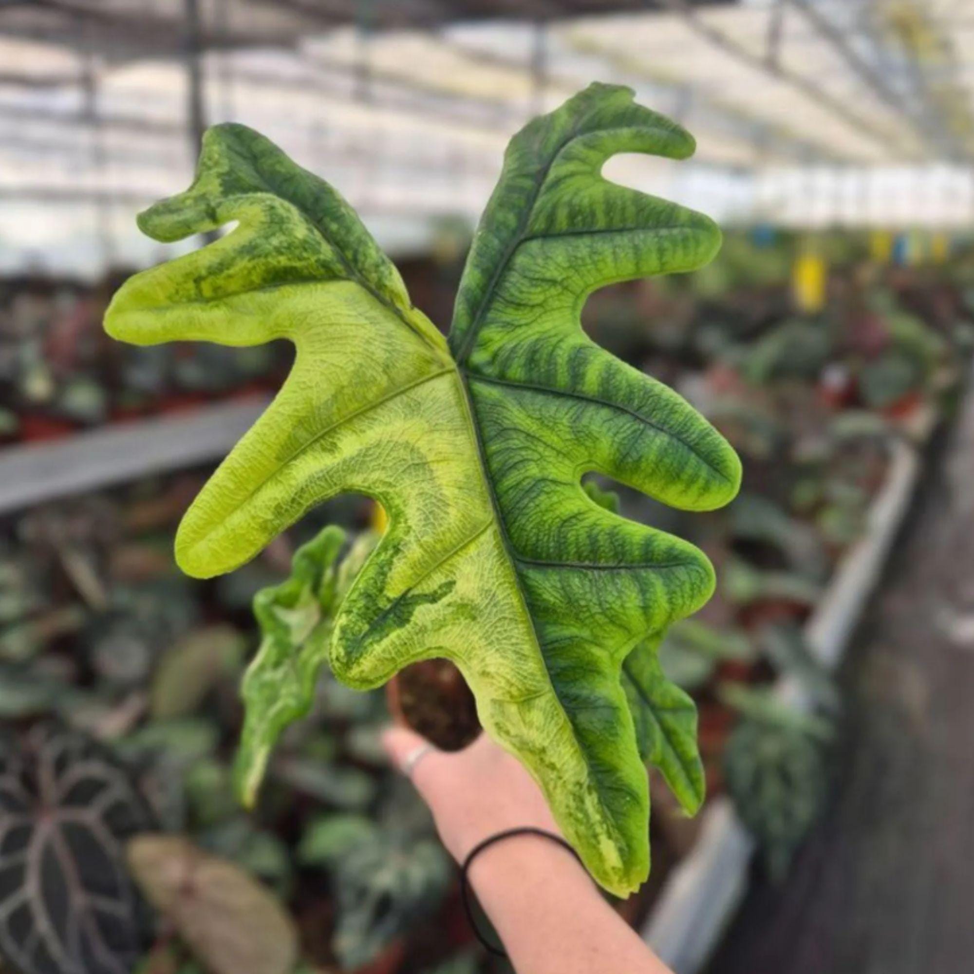 Variegated alocasia maharani - Etsy 日本