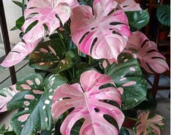 Rare Monstera Deliciosa Variegata – Pink & Tricolor Variegated Monstera Cutting / Live Houseplant