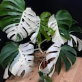 Monstera Borsigiana Albo Halfmoon Variegated Planting Rooted Nodes Cuttings product logo
