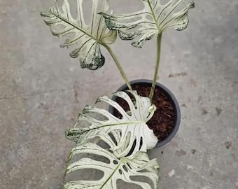 モンステラ デビルモンスター【その3】 モンステラ デビルモンスター【その3】 LAST 株！💚🪴 Monstera