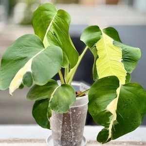 Monstera white lava - Etsy 日本