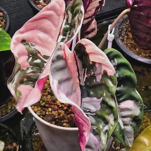 アロカシア クプレア 斑入り ピンク Alocasia cuprea pink - Etsy 日本