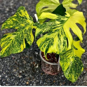 Monstera electro light - Etsy 日本