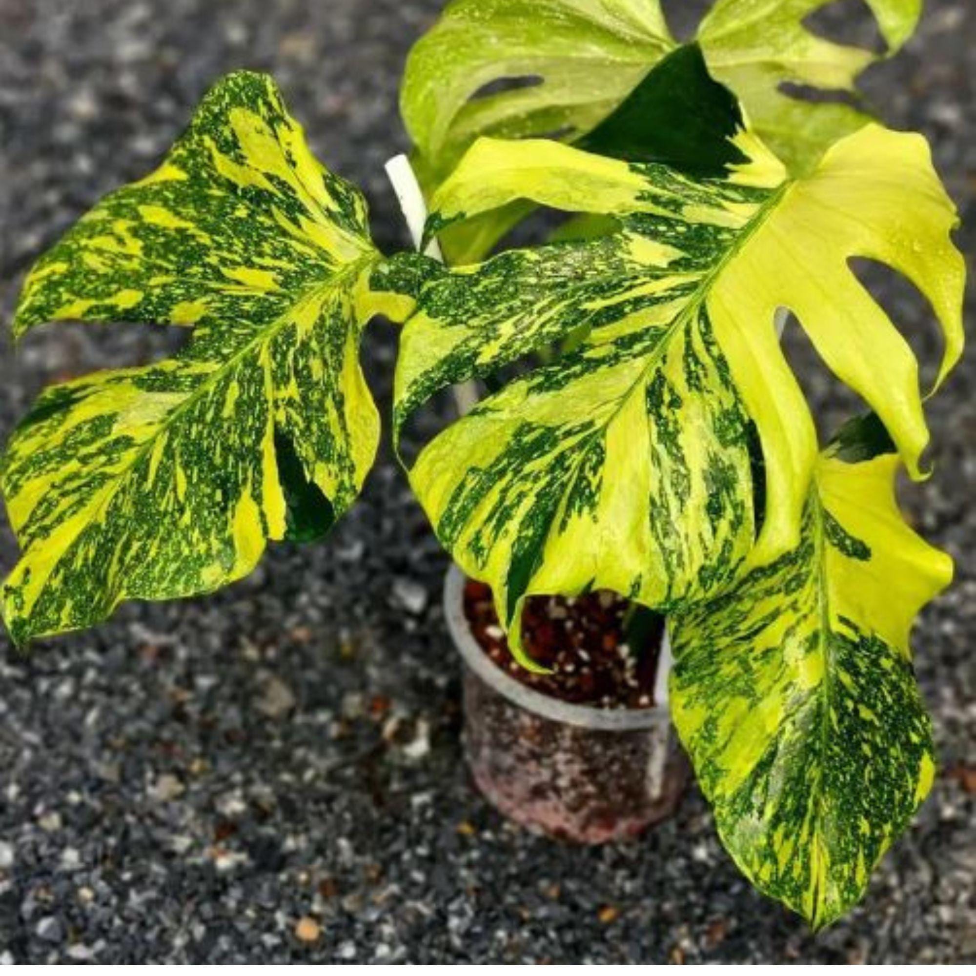 Monstera electro light - Etsy 日本