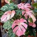 Rare Monstera Deliciosa Variegata – Pink & Tricolor Variegated Monstera Cutting / Live Houseplant product logo