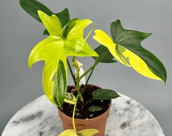 Philodendron Kitina; Florida Beauty x Mayoi - Exact Plant; Large