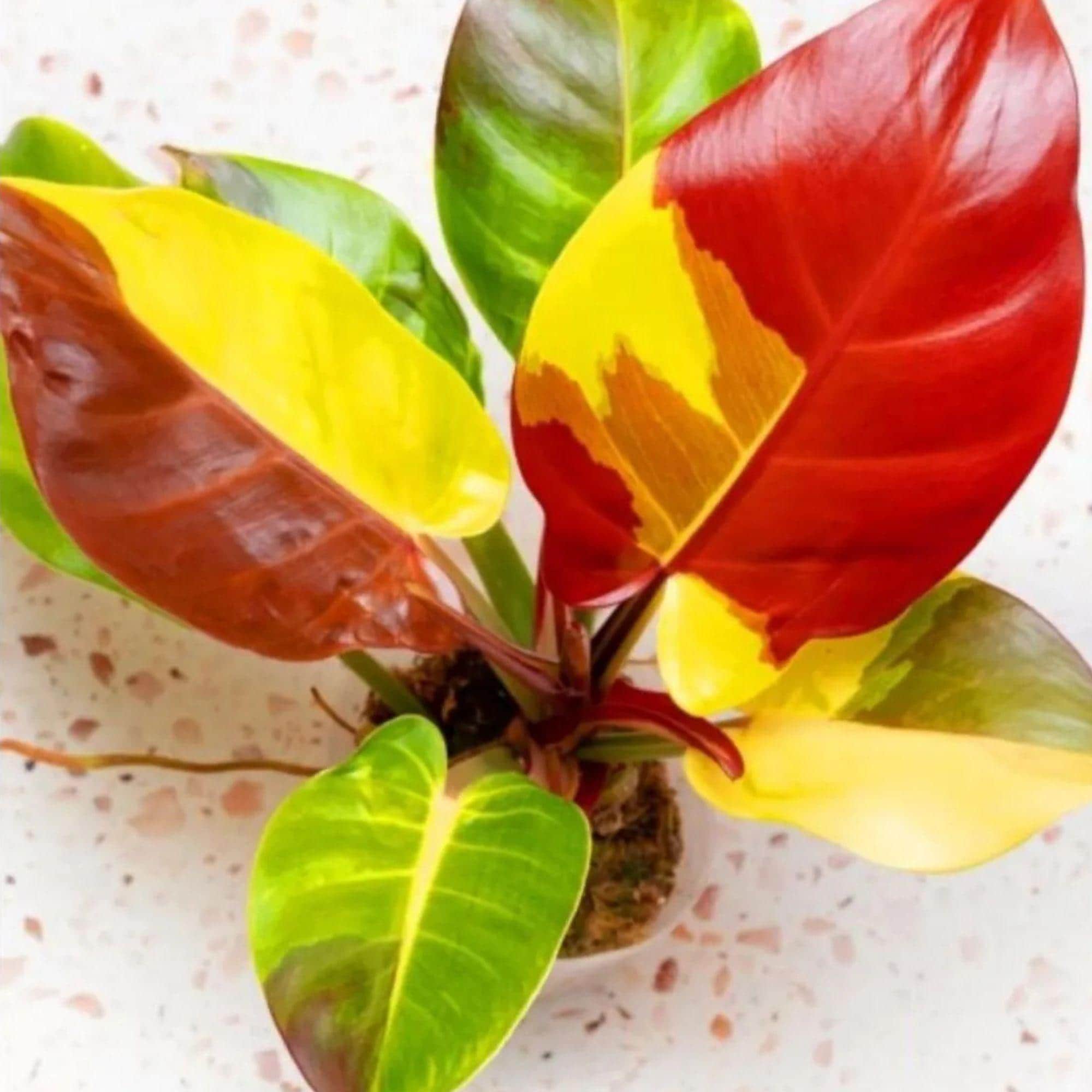 Philodendron billietiae variegated - Etsy 日本