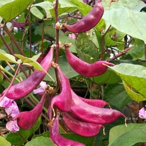 Könnte beinhalten: Nahaufnahme einer Pflanze mit leuchtend tiefvioletten Schoten, vermutlich Bohnen, die an Stängeln hängen. Die Schoten haben eine gebogene Form und sind von grünen Blättern und kleinen rosa Blüten umgeben. Das Bild ist gut beleuchtet und hebt die Texturen und Farben hervor.