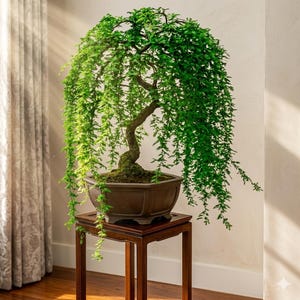 May include: A bonsai tree with cascading green foliage in a brown, octagonal pot. The tree sits on a small, dark wooden stand. The leaves are a vibrant green, and the trunk has a curved shape. The bonsai is placed near a window with a sheer curtain.