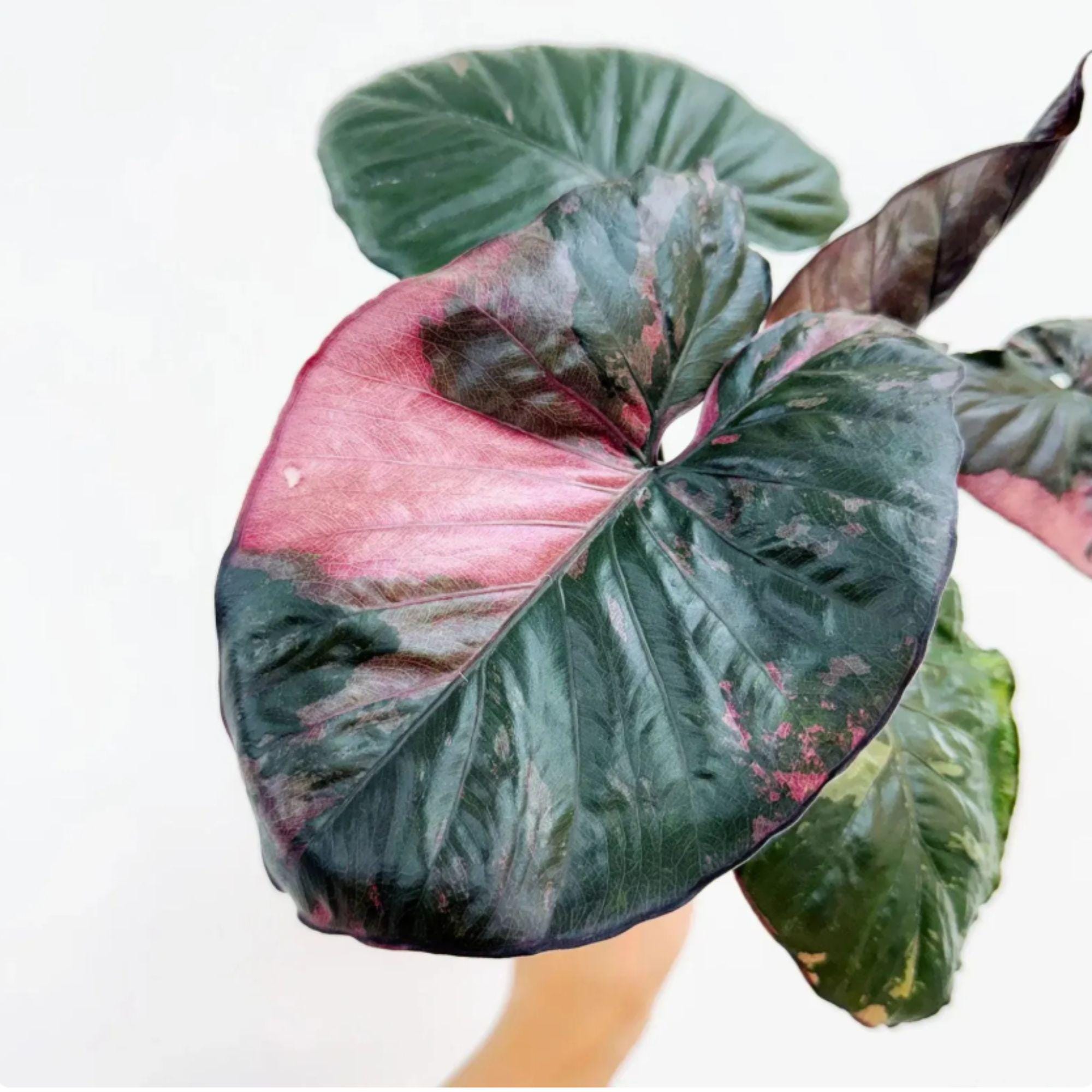 Alocasia serendipity variegated - Etsy 日本
