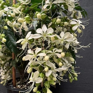 Clerodendrum wallichii, esquejes naturales enraizados sin hojas, planta de interior y exterior.