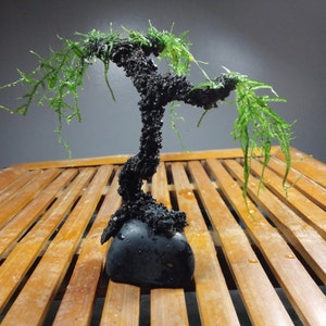 AQUA BONSAI TREE for Your Aquarium