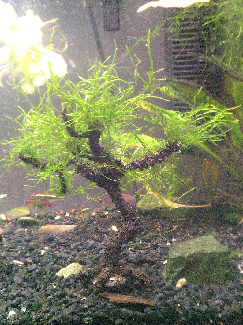 AQUA BONSAI Aquarium Living Ornament Aqua Bonsai Tree for Your Etsy