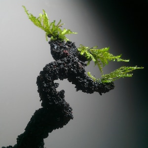 Könnte beinhalten: Ein schwarzer Lavastein-Bonsai-Baum mit grünem Moos, das darauf wächst. Der Baum ist drachenförmig.