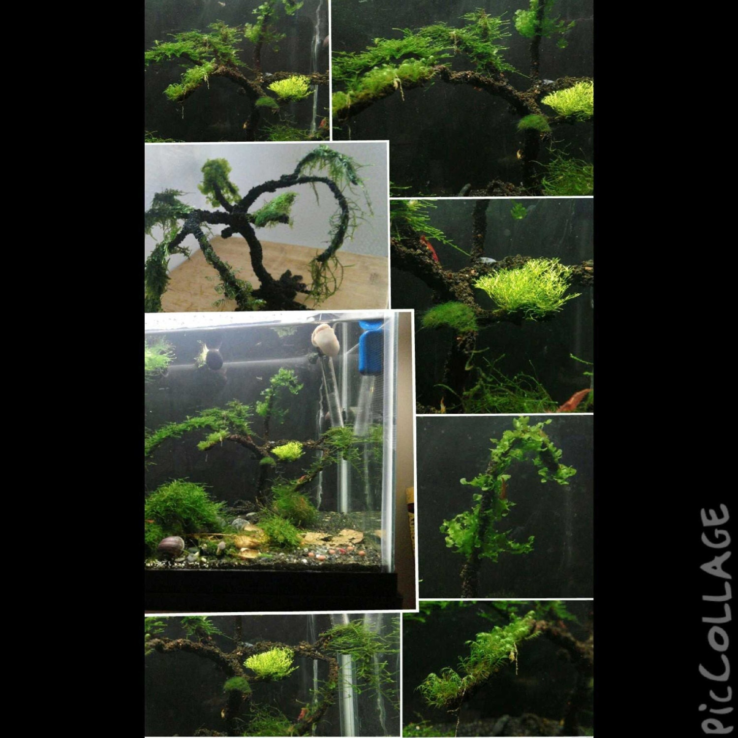 Aqua Bonsai Premium 6 Moos Aquarium Baum Etsy