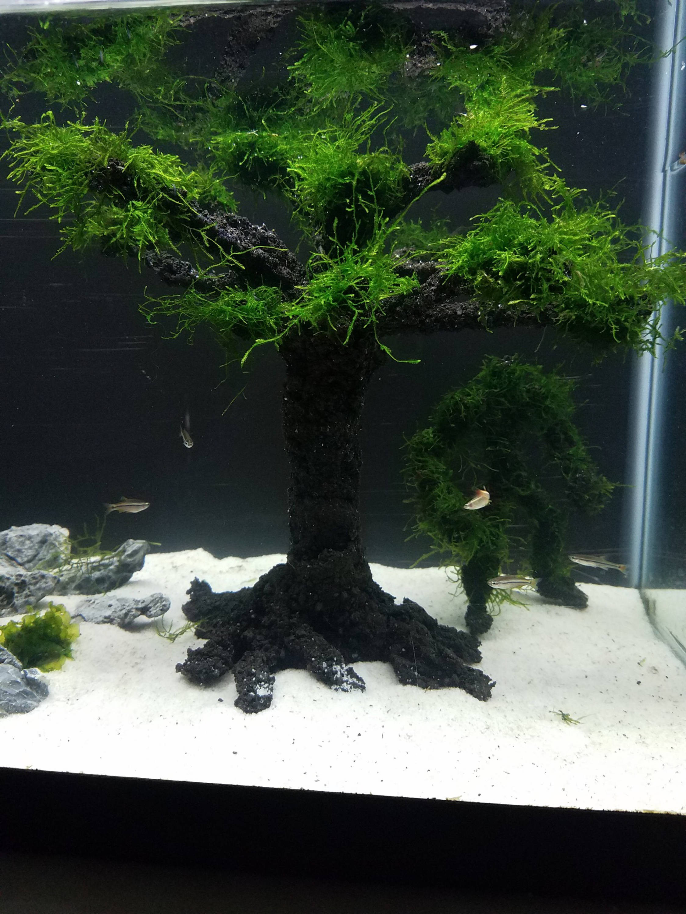 Aqua Bonsai Deluxe Large Custom Aquatic Aqua Bonsai Tree Etsy Australia
