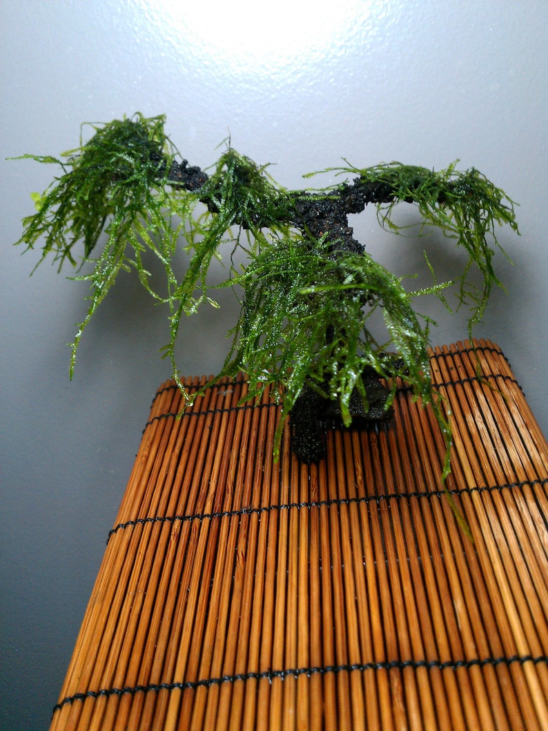 AQUA BONSAI Aquarium Living Ornament Aqua Bonsai Tree for Your Etsy