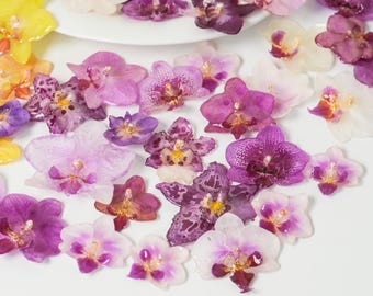 以下が含まれることがあります： 紫、ピンク、黄色、白など様々な色の蘭の花が白い面に散らばっています。花には複雑な模様と質感があり、白いお皿に並べられたものもあります。