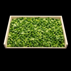 May include: A wooden tray filled with vibrant green, leafy plant matter. The leaves are small and densely packed, creating a textured surface. The tray has light-colored wooden sides, set against a black background.