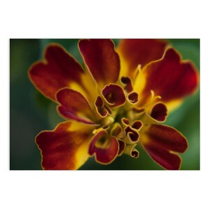 Cartes de correspondance pour la photographie de la nature, mois d'octobre, mois de naissance, cadeaux photographiques de fleurs, cartes de correspondance, papeterie, lot de 5 ou 10 imprimés floraux