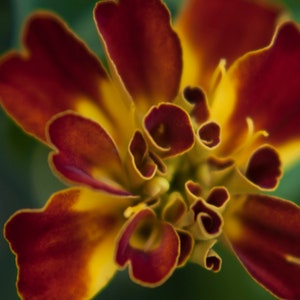 Marigold Flower Wall Art Eclectic Home Decor Wall Decor Living Room Photography Prints Maximalist Wall Art October Birth Month Flower