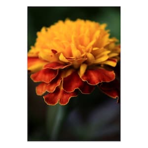 Estampado de flores de caléndula, tarjetas fotográficas, tarjetas en blanco, impresión artística de flores, tarjetas de felicitación con fotografías, flores del mes de nacimiento de octubre