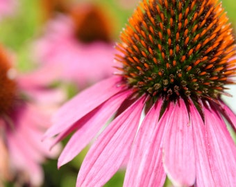 Coneflower Print, Botanical Print, Flower Photography, Pink Wall Art, Bedroom Decor, Colorful Wall Art, Shabby Chic Decor, 8x10 16x20 print