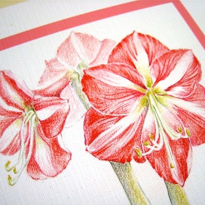May include: A close-up of three red and white amaryllis flowers with green stems. The flowers are drawn in pencil on a white background.