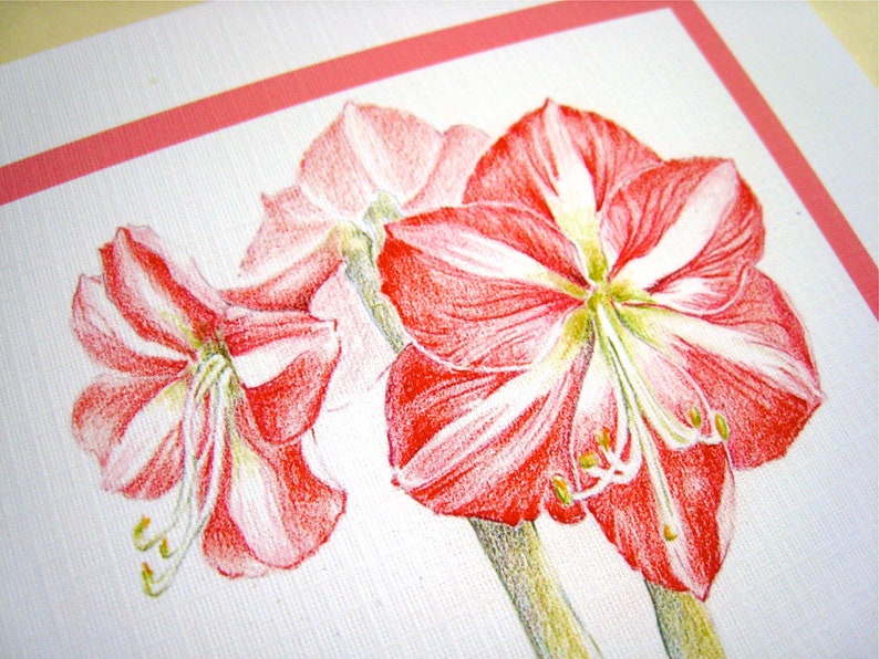 May include: A close-up of three red and white amaryllis flowers with green stems. The flowers are drawn in pencil on a white background.