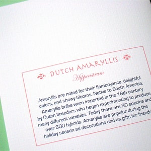 May include: A white card with red text describing the Dutch Amaryllis, a type of flower. The text says "DUTCH AMARYLLIS Hippeastrum" and describes the flower's vibrant colors, showy blooms, and history.