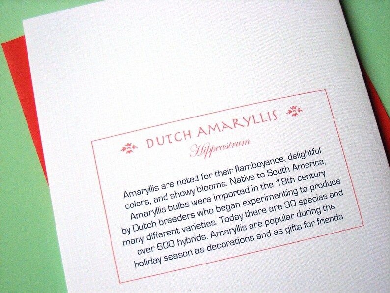 May include: A white card with red text describing the Dutch Amaryllis, a type of flower. The text says "DUTCH AMARYLLIS Hippeastrum" and describes the flower's vibrant colors, showy blooms, and history.