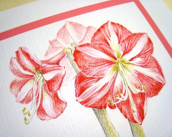 Amaryllis Christmas Card - Christmas Flowers Card - Botanical Art Card