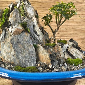 Paisaje de bonsái vivo en auténtica maceta japonesa Yokkaichi (importada en 1994) con Schefflera, musgo de Texas y lágrima bebé.